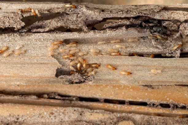 Best Insect Control  in Huntington, WV