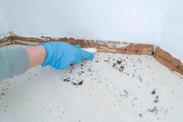 Best Flea Control Services  in Huntington, WV