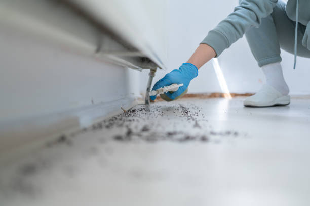 Best Rat Extermination Near Me  in Huntington, WV